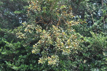 Taxillus yadoriki (Siebold ex Maxim.) Danser (Cham-na-mu-gyeo-u-sal-i) with traditional medicinal uses for circulation, immune support, and detox. Photographed in Korea.