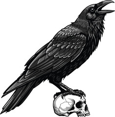 Dramatic raven perched atop a skull, evoking mystery and gothic charm for your creative design projects.
