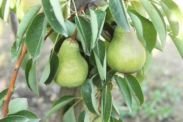 a pear tree grows in the backyard