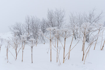 Frozen dry plants and frosty trees in snowy winter landscape in overcast weather.