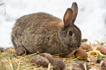Brown rabbit eating potatoes and hay on snowy ground in winter season outdoors. concept of wildlife interaction, winter wildlife behavior, animal care and survival.