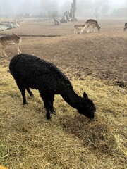 sheep in the field