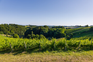 Fototapeta premium fresh lush green agricultural fields under clear blue sky with copy space. green rolling hills with vineyards under sunset light