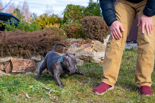Playful puppy tugging on leash near man in garden on sunny day outdoors. concept of pet activity and strength