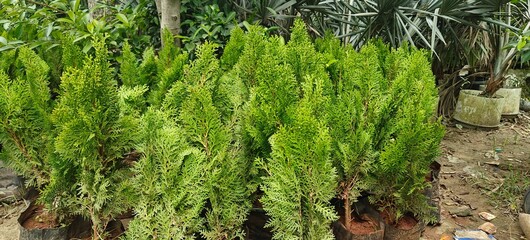 Close up shot of Golden Cypress Plant in the garden.