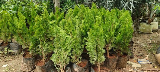 Close up shot of Golden Cypress Plant in the garden.