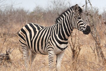 Zebra solitaria in savana secca osserva attenta il paesaggio.
