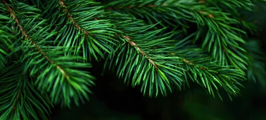 Obraz premium The vibrant green pine needles showcasing intricate natural beauty.