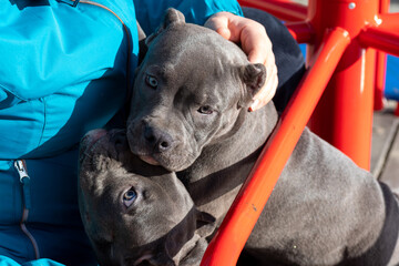 Two gray pit bull puppies cuddling on a person's lap outdoors in sunlight.