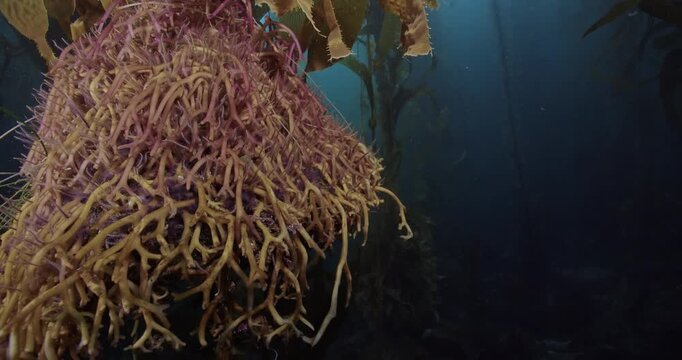 Brittle star arms extending out from broken loose kelp holdfast.