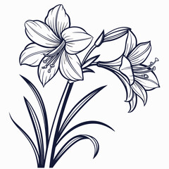 black and white amaryllis