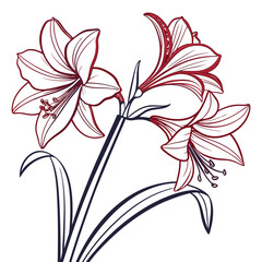 vector illustration of amaryllis