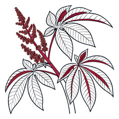 vector illustration of amaranthus
