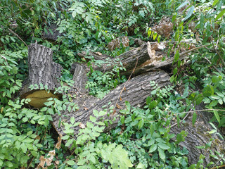 Cut Tree Logs in Dense Summer Vegetation