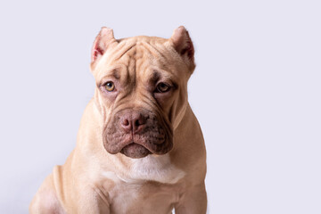 Close-up portrait of sad-looking tan dog with cropped ears on light background. concept of domestic...
