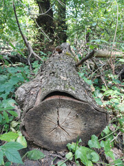 Fallen Tree Trunk in Sunlit Forest