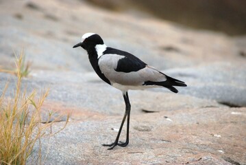 Uccello bianco e nero con lunghe zampe cammina su rocce.
