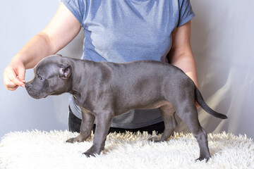 Blue Staffordshire Bull Terrier puppy being trained indoors on white fluffy rug. concept of dog...