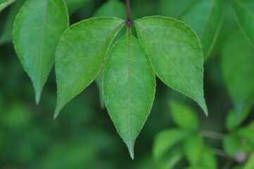 Staphylea bumalda DC (Go-chu-na-mu) leaves under sunlight highlighting vibrant green tones. Photographed in Korea.
