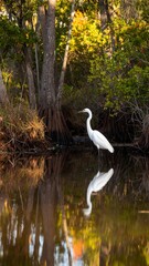Fototapeta premium Heron reflects in calm water