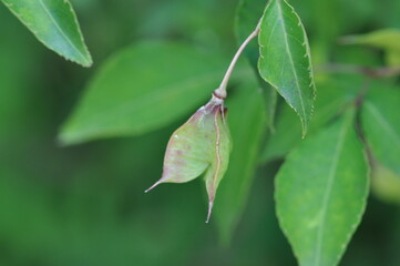 Staphylea bumalda DC (Go-chu-na-mu) green leaves with ornamental and potential medicinal value. Photographed in Korea.
