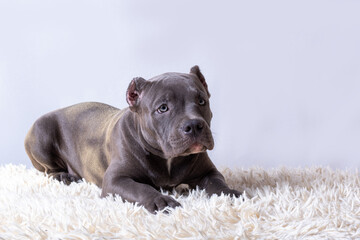 Cute pitbull puppy licking its nose while lying on fluffy white carpet indoors. concept of dog training