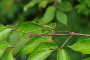 Staphylea bumalda DC (Go-chu-na-mu) leaves under sunlight highlighting vibrant green tones. Photographed in Korea.