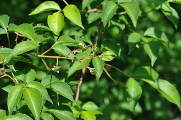 Staphylea bumalda DC (Go-chu-na-mu) white flower buds with ornamental beauty and potential medicinal value. Photographed in Korea.