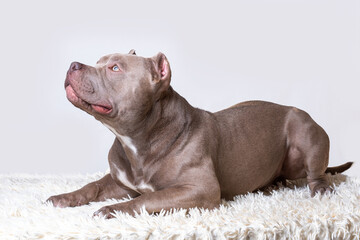 Brown pit bull terrier sitting on white fluffy rug looking sideways indoors. concept of domestic pets and canine loyalty