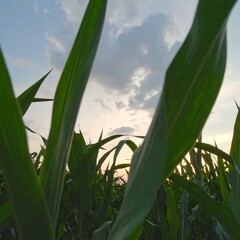 Fototapeta premium Low-angle view of tall green plants against a twilight sky