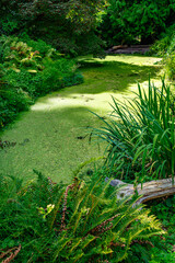 Park Arboeretum Pond 5