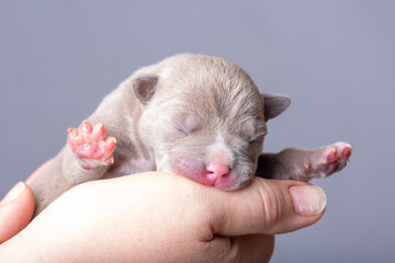Newborn puppy sleeping peacefully in gentle human hands on soft gray background. concept of love, care and innocence