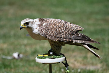 Saker falcon