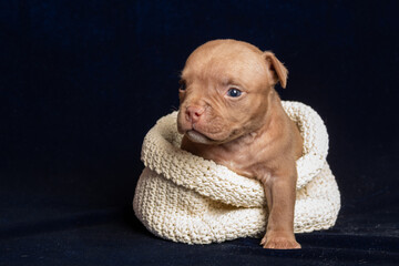 Adorable puppy in knitted basket on dark background looking curious and alert