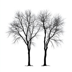 Obraz premium Two bare black trees against a white background bare tree silhouette