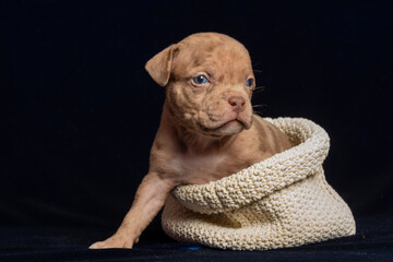 Cute brown puppy wrapped in knitted blanket against black background. concept of warmth, comfort, and cuteness