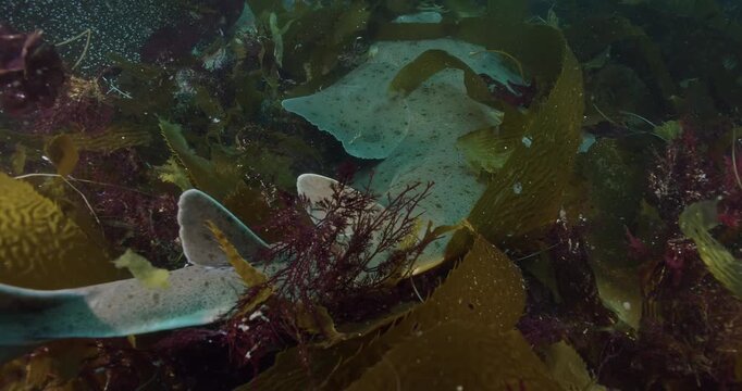 Large angel shark from rear.