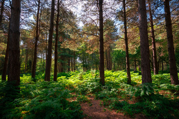 Sherwood Forest - Robin Hood country
