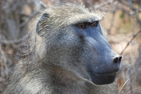 Primo piano babbuino con muso lungo e sguardo attento laterale.