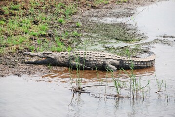 Coccodrillo sdraiato sulla riva fangosa vicino all’acqua calma.