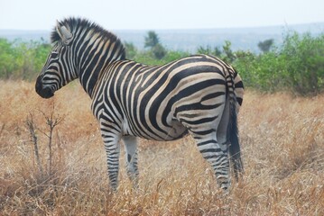 Zebra