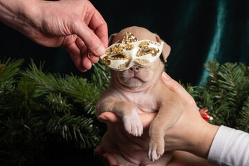 Cute puppy wearing a golden masquerade mask held by hands with festive background. holiday celebration concept
