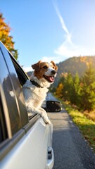 Happy dog looks out car window