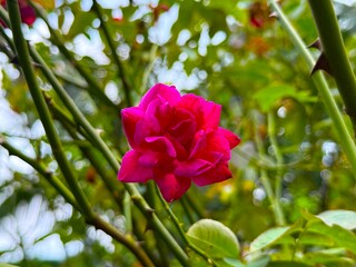 Bright pink rose blossoms amidst thorny green stems in a high resolution photo