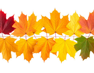 Obraz premium Row of Vibrant Fall Leaves in Assorted Shapes, Isolated on White