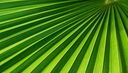 Fototapeta premium Vibrant palm leaf veins