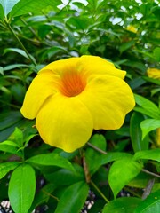 Close up showcases a vibrant yellow allamanda flower amidst lush green foliage in sunlight