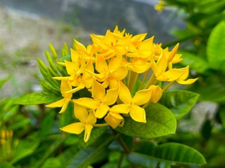 Cluster of bright yellow ixora blooms amid lush green leaves shines beautifully in nature