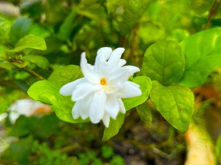Macro shot showcases a radiant white jasmine flower amid vibrant green leaves outdoors