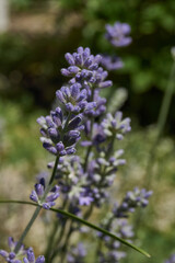 Lavender (lat. Lavandula) blooms in the garden. Lavender is a genus of plants in the family Lamiaceae or Labiatae.